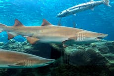 Mysterious event wiped out 70 per cent of world’s sharks 19 million years ago