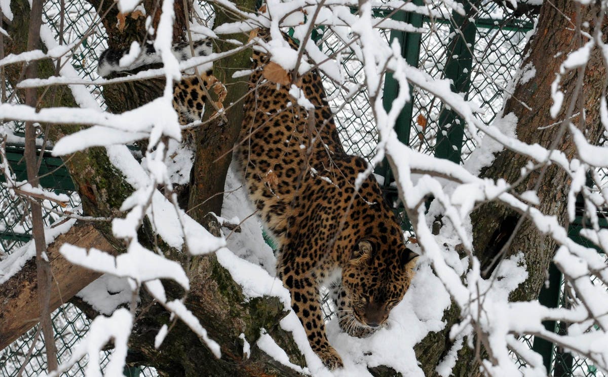 Missing Kashmiri girl, 4, found mauled to death by leopard in Jammu and Kashmir in India