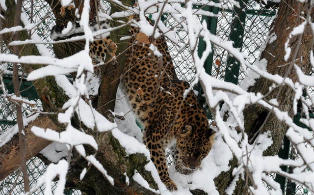 <p>The four-year-old girl, suspected to have been killed by a leopard, went missing from her lawn in Budgam district of Kashmir </p>