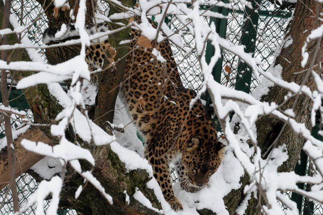 <p>The four-year-old girl, suspected to have been killed by a leopard, went missing from her lawn in Budgam district of Kashmir </p>
