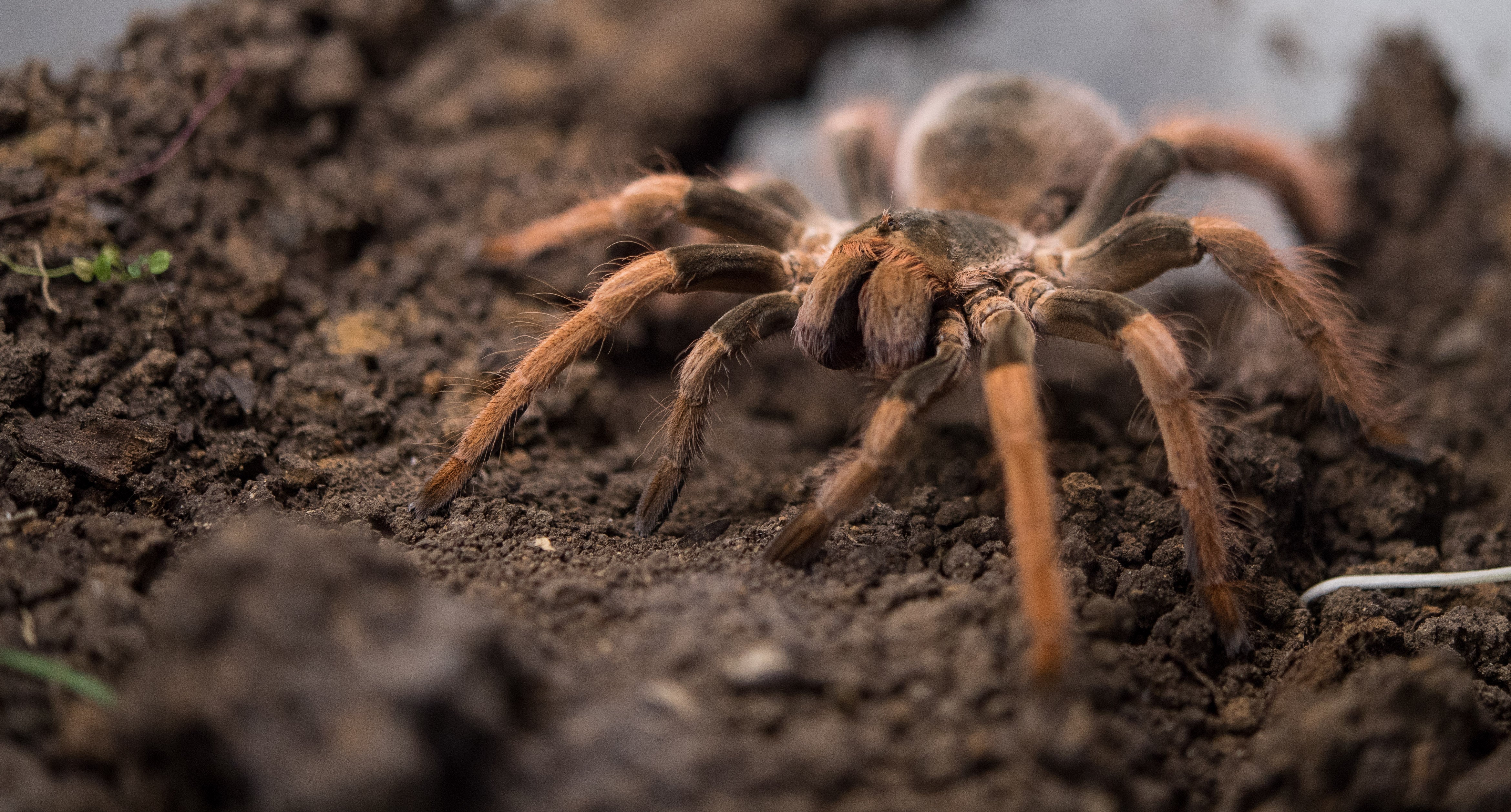 Mr Williamson keeps a pet tarantula