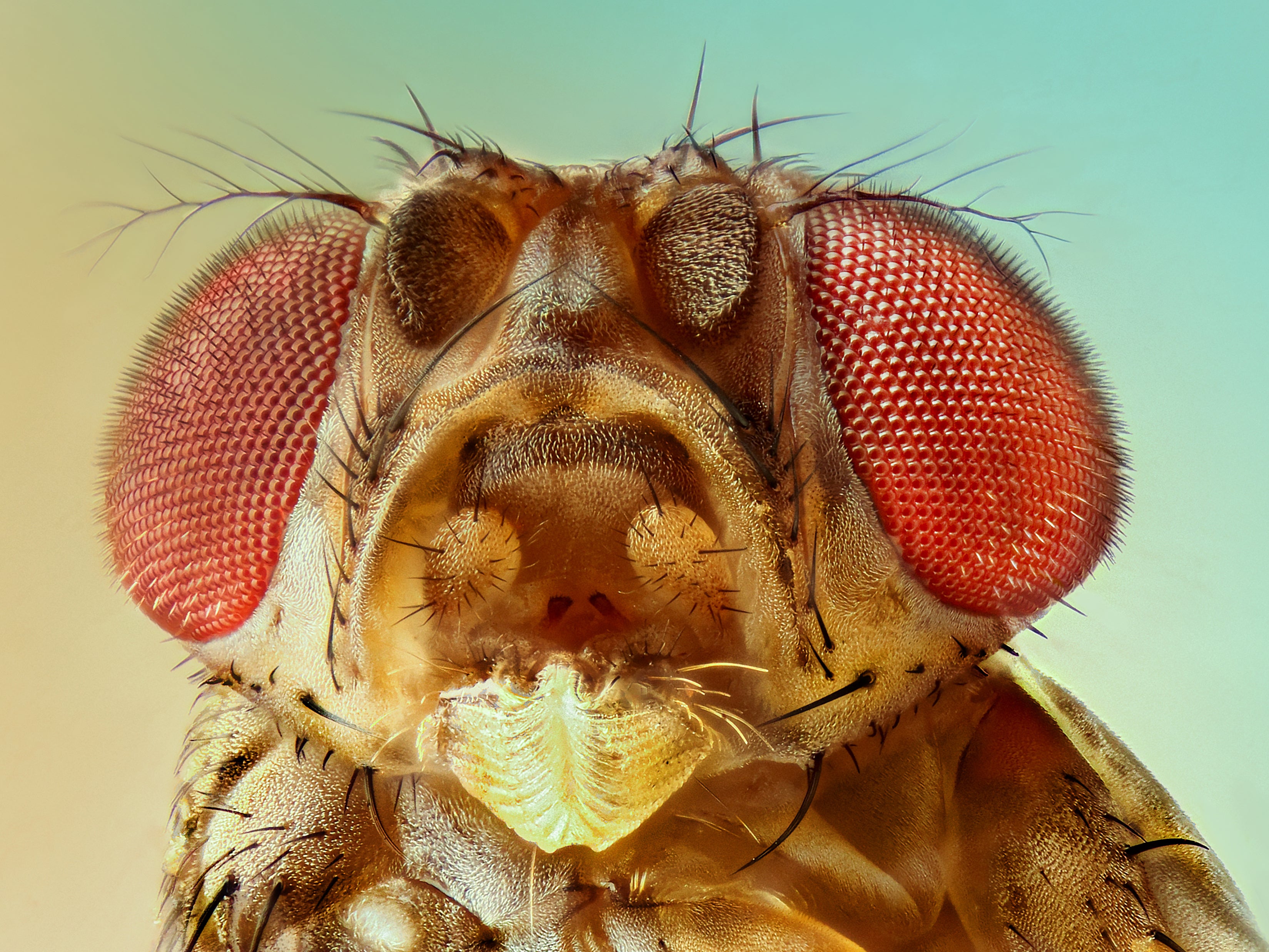 Fruit flies react like people to hunger
