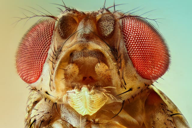 <p>Fruit flies react like people to hunger</p>