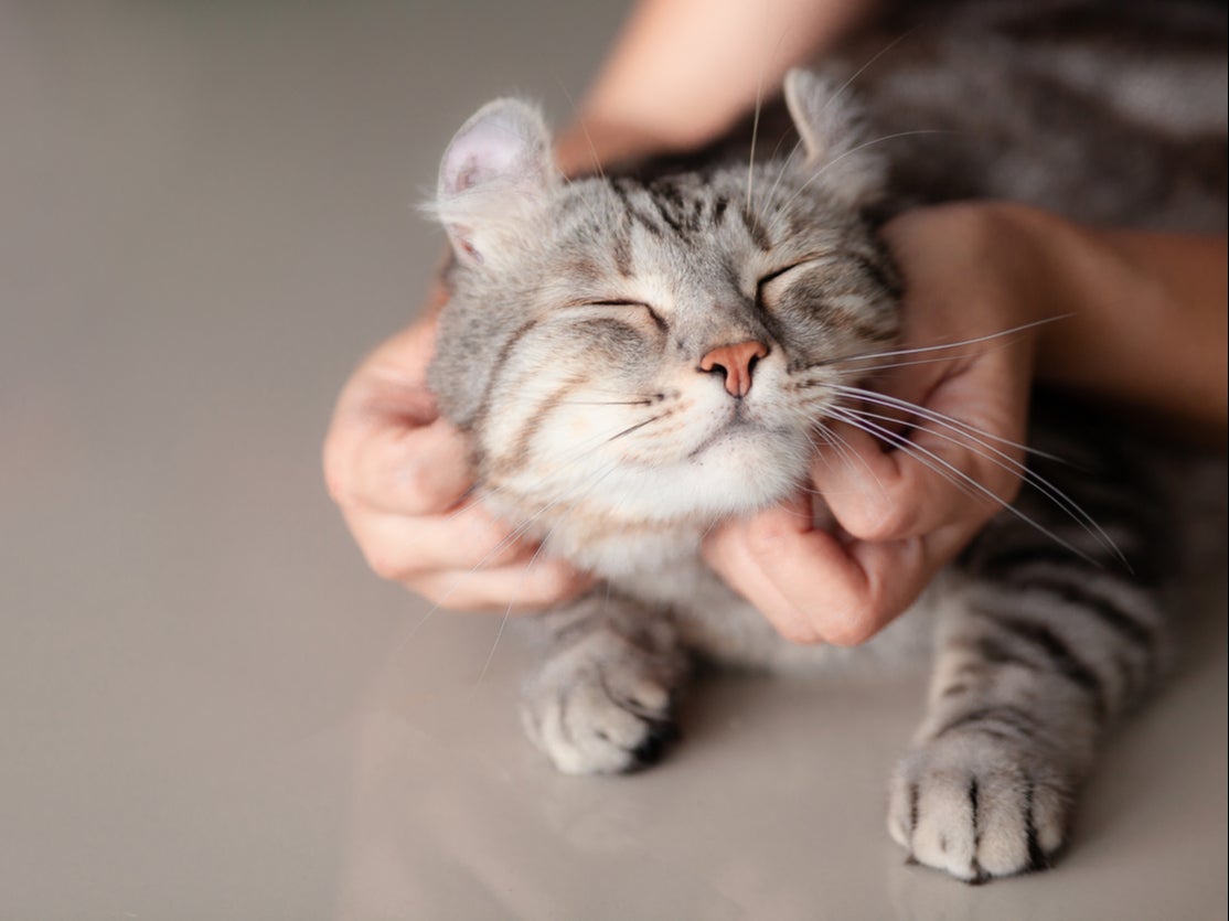 Researchers have identified five types of relationships cats and their owners typically have
