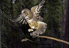Biden aims to restore species protections weakened by Trump