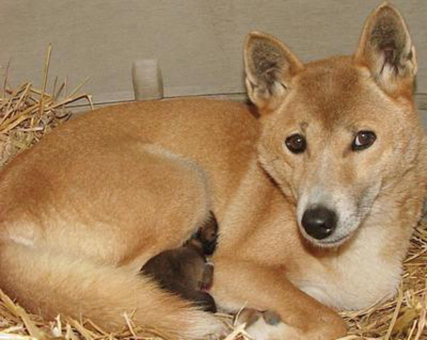 A captive New Guinea singing dog with her pups
