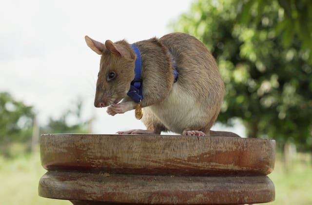 Cambodia Rat Hero Retires