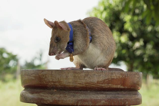 Cambodia Rat Hero Retires