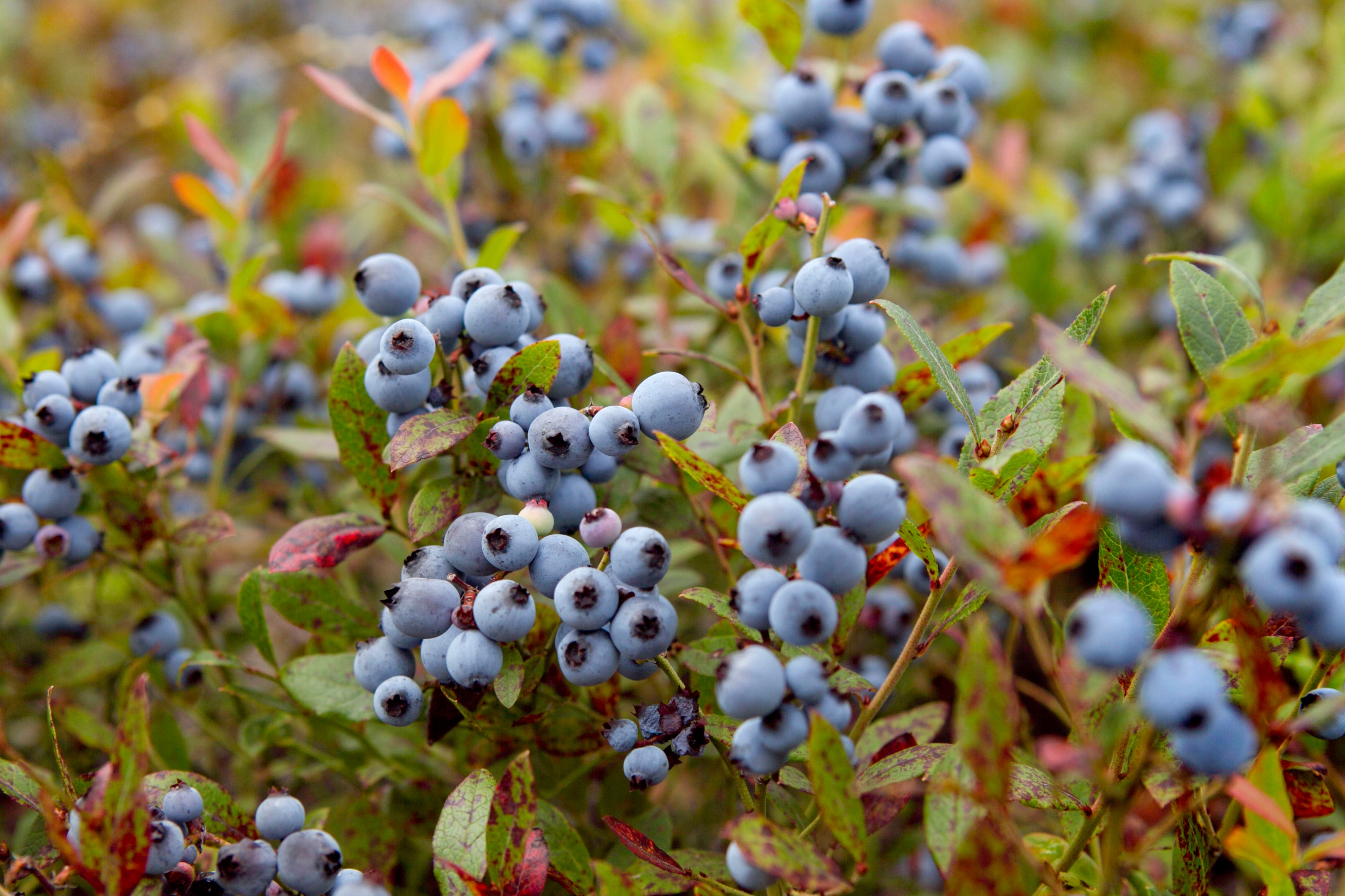 Blueberry Fields Warming Temperatures