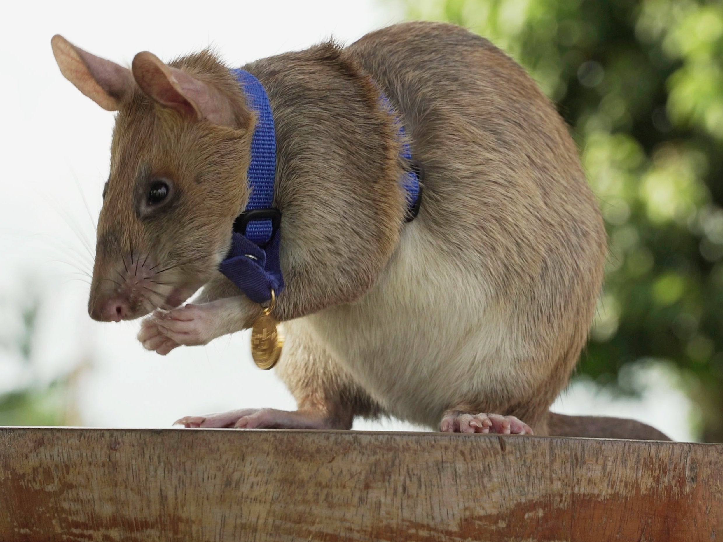 Magawa, pictured with his PDSA gold medal, became Apopo’s most successful detection rat