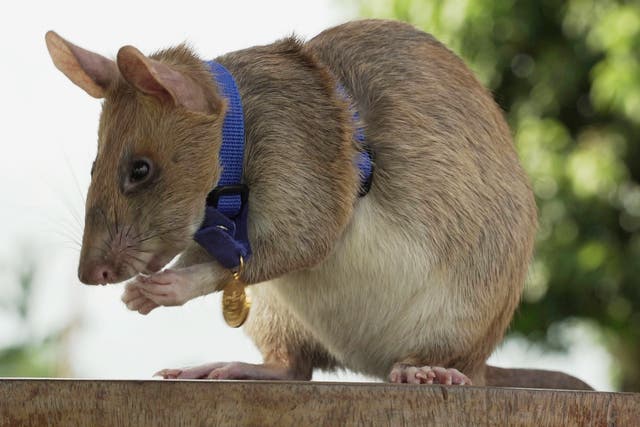 <p>Magawa, pictured with his PDSA gold medal, became Apopo’s most successful detection rat</p>