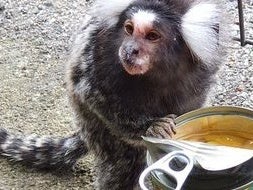 A marmoset monkey was spotted at Cambuslang train station in Scotland