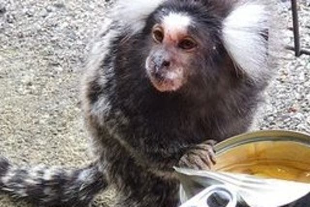 <p>A marmoset monkey was spotted at Cambuslang train station in Scotland</p>