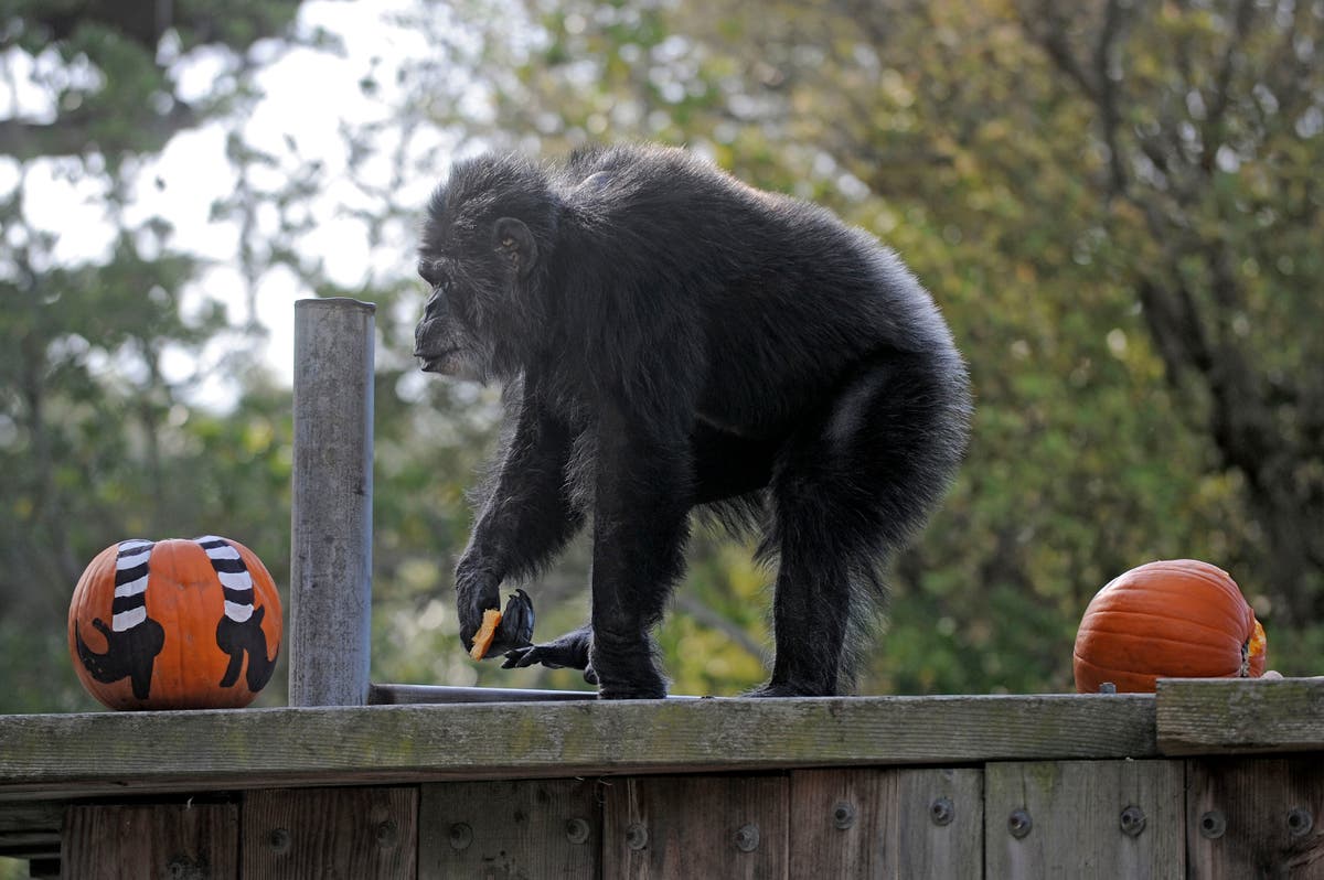 Oldest male chimpanzee in US dies at San Francisco zoo Oldest male chimpanzee in US dies at San Francisco zoo