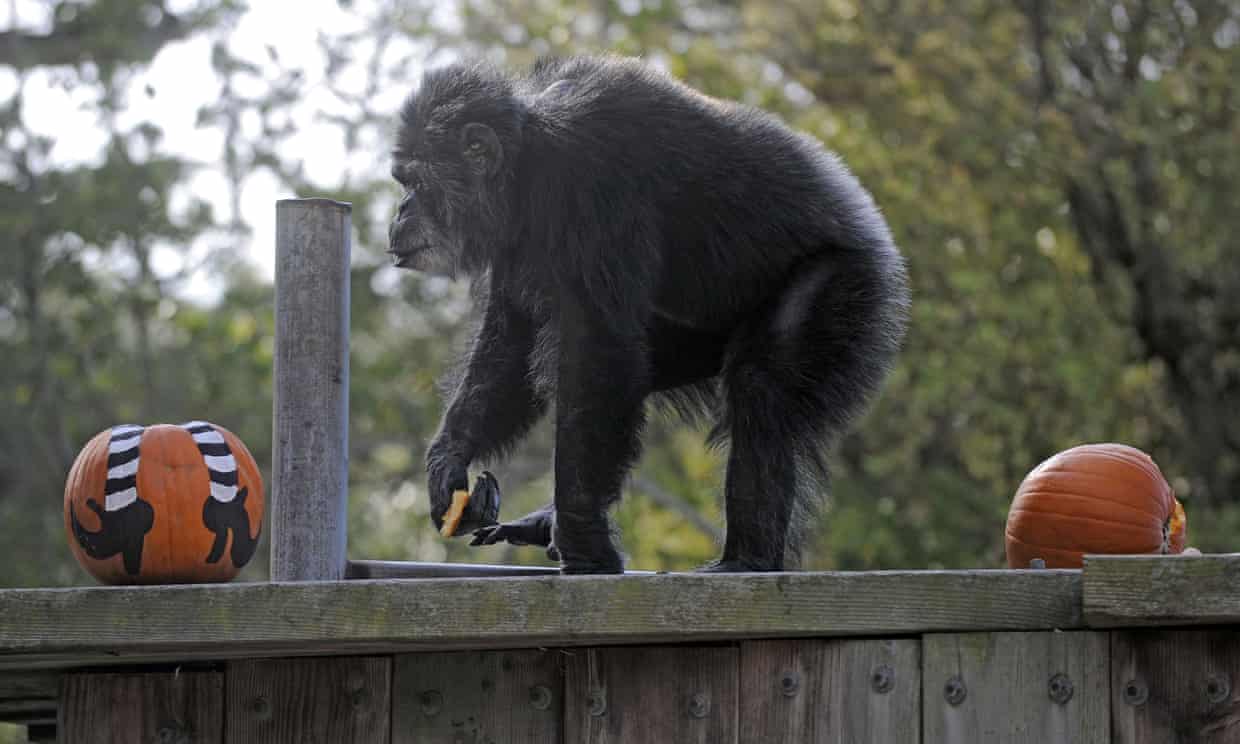 <p>Cobby has died aged 63. He was the oldest living chimp in an official North American zoo</p>