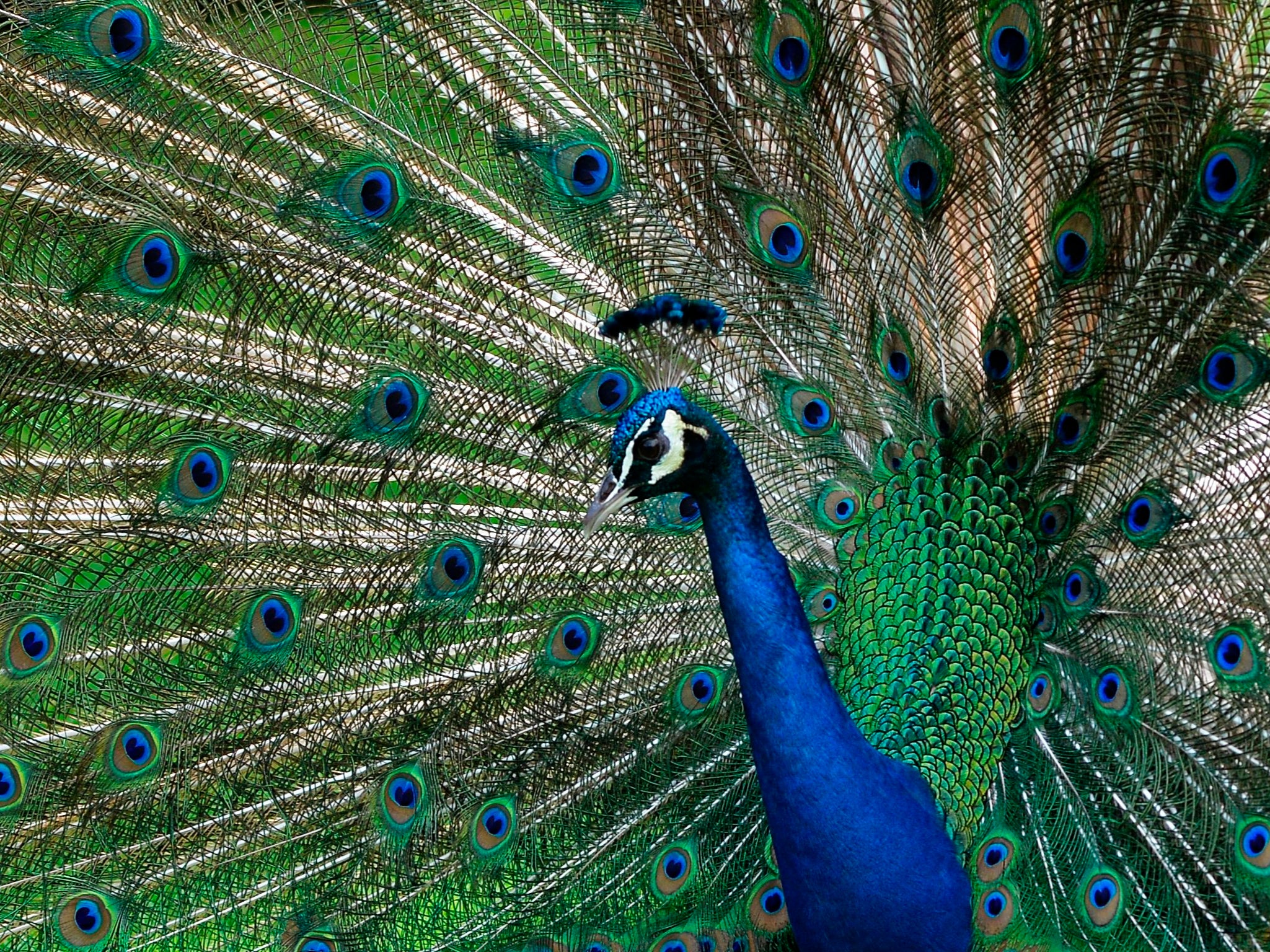 <p>An Indian Peafowl is pictured at the garden of the Museum Dolores Olmedo in Mexico City, on 4 July 2017</p>
