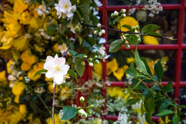 A floral display