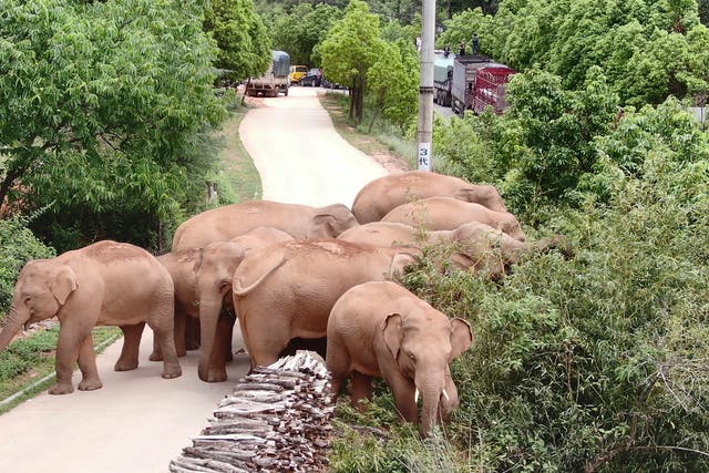 China Wandering Elephants