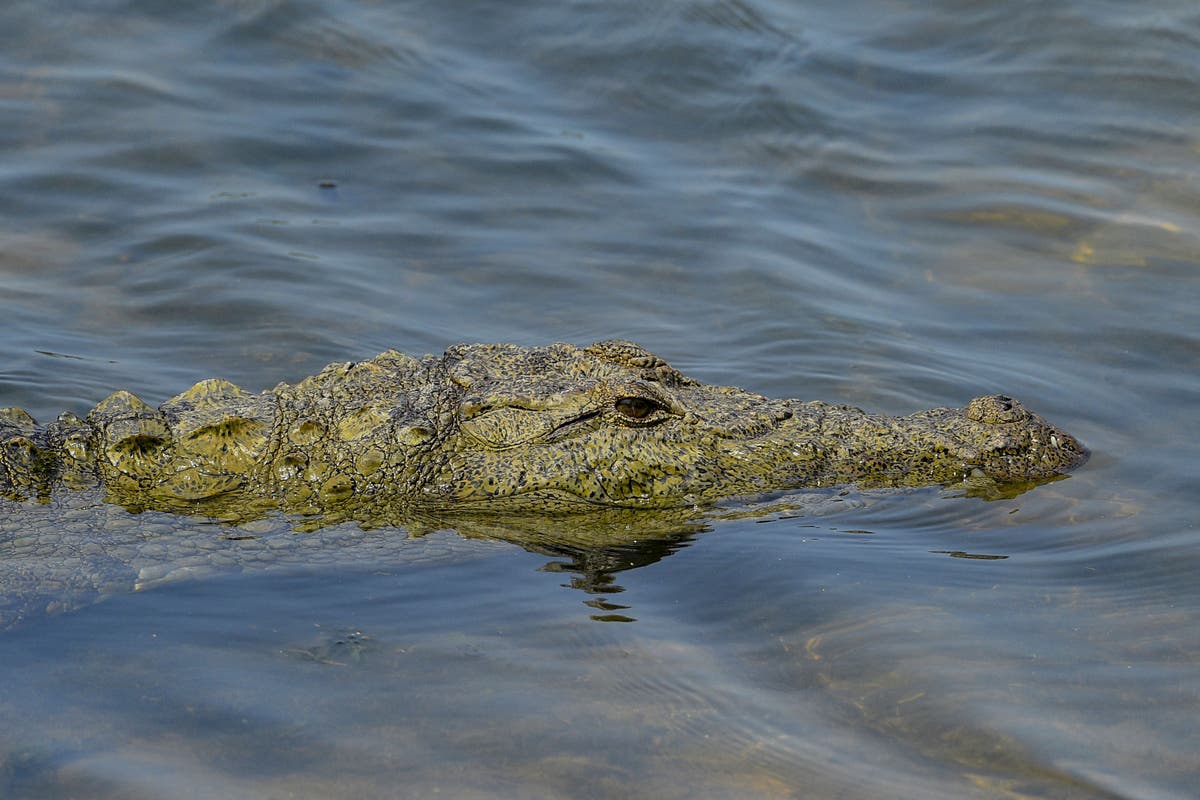 British woman in coma after being saved from Mexico crocodile attack by ...