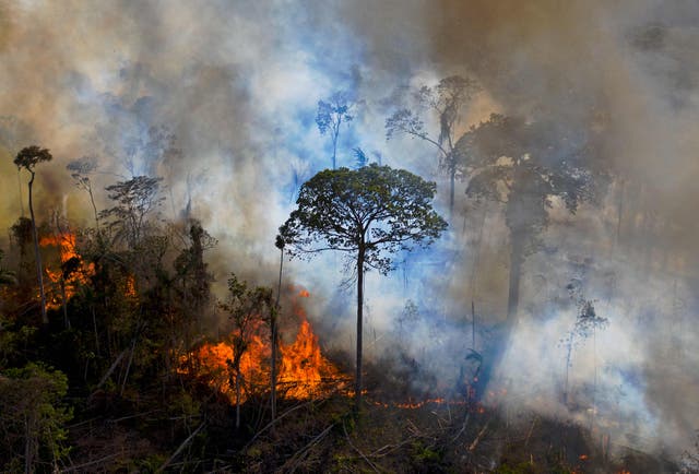 <p>Smoke rises from an illegally lit fire in the Amazon rainforest</p>