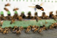Killer Asian hornets reach record levels in UK