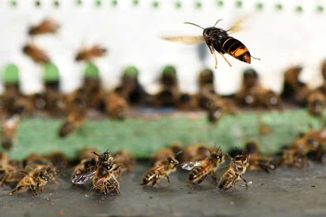 <p>The invasive Asian hornets are devastating to native bee populations, with a single hornet able to eat up to 50 honeybees per day</p>