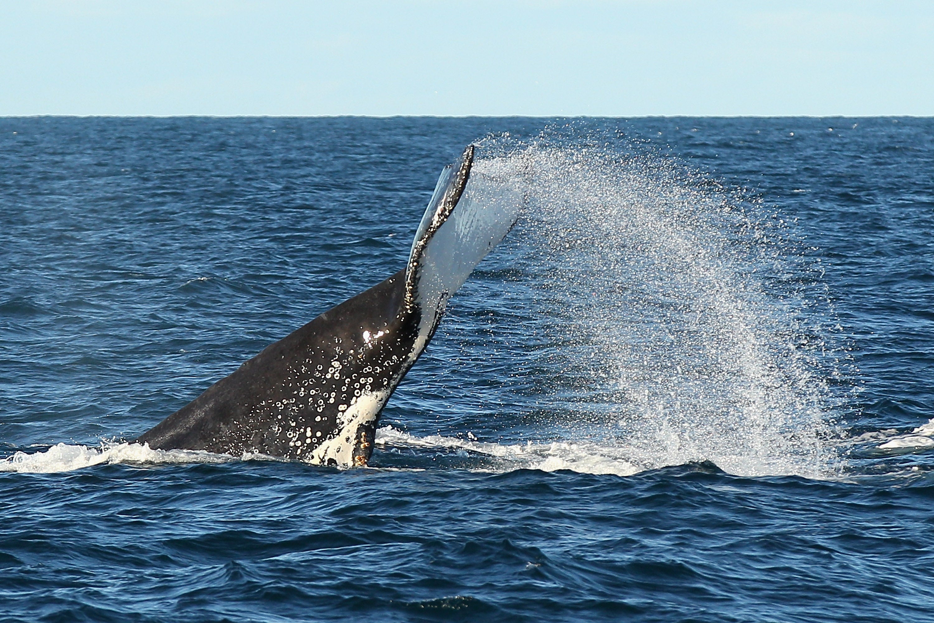 File: A humpback whale seen fluking outside Sydney Heads on 23 June, 2011 in Australia