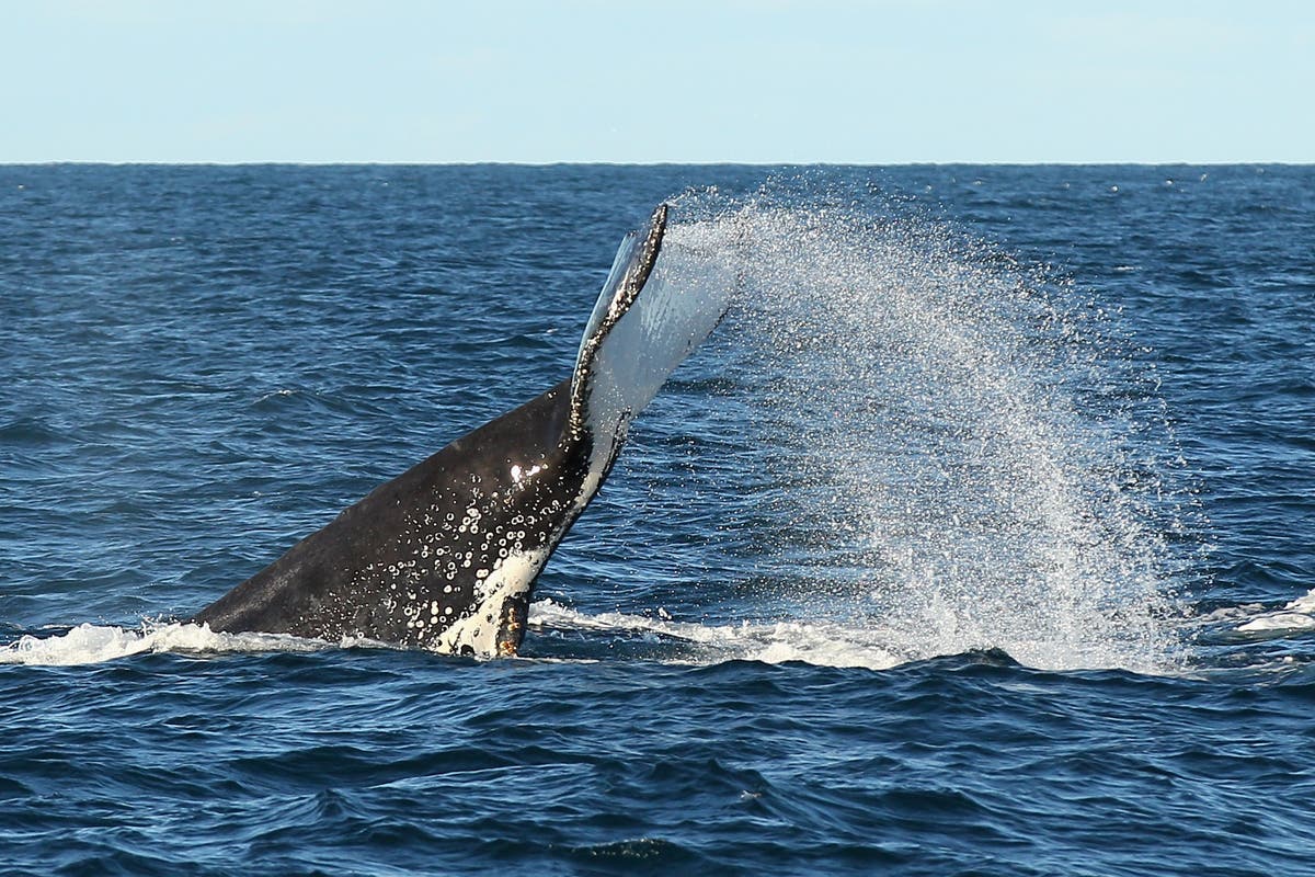 Australian man crushed by whale in freak accident