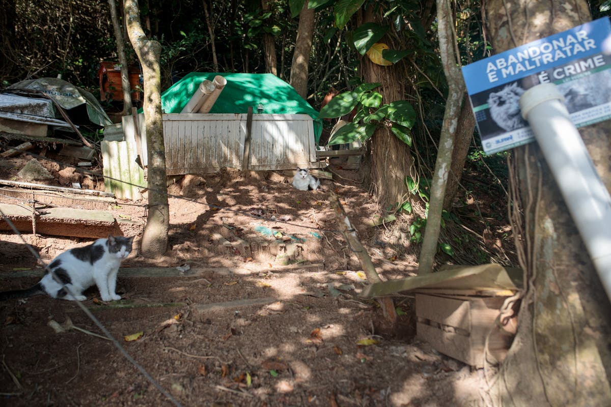 What is happening on the Brazilian island populated only by cats?