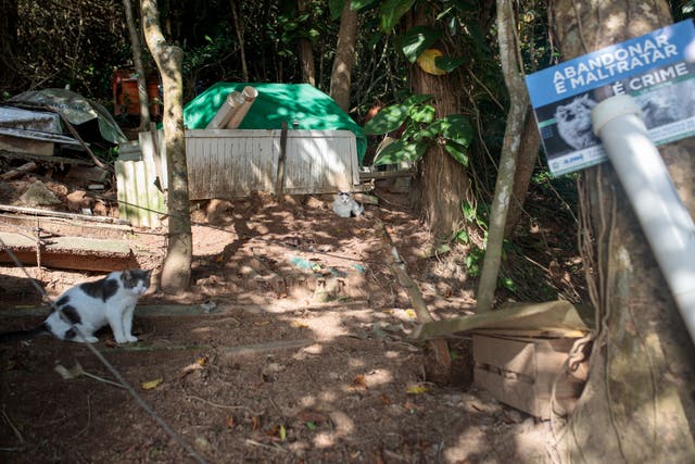 <p>Let us stray: Brazil's Ilha Furtada, known as Ilha dos Gatos, where the number of abandoned felines has ballooned amid the pandemic</p>