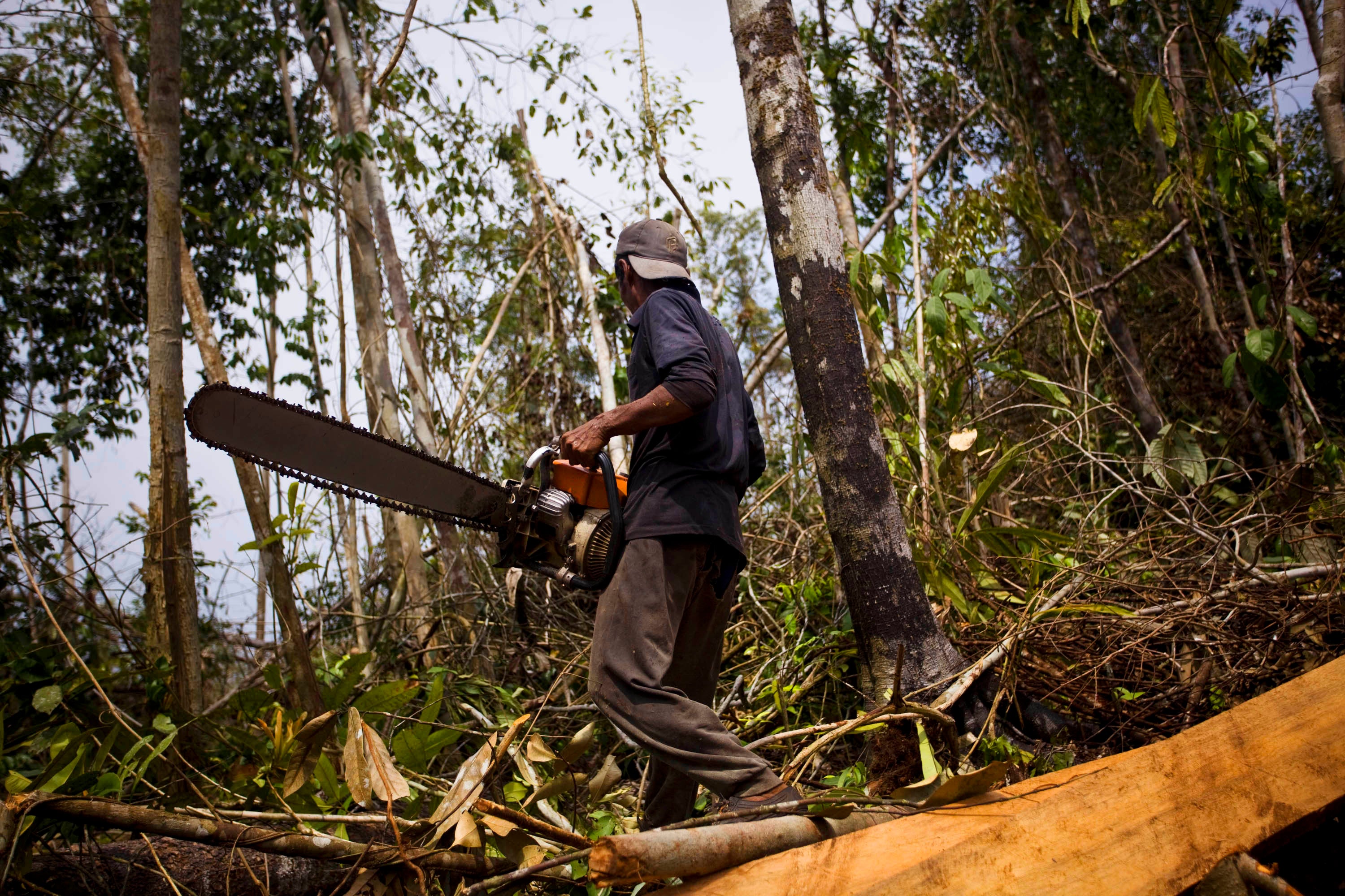 Deforestation accounts for around 11 per cent of all greenhouse gas emissions