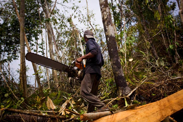 <p>Deforestation accounts for around 11 per cent of all greenhouse gas emissions</p>