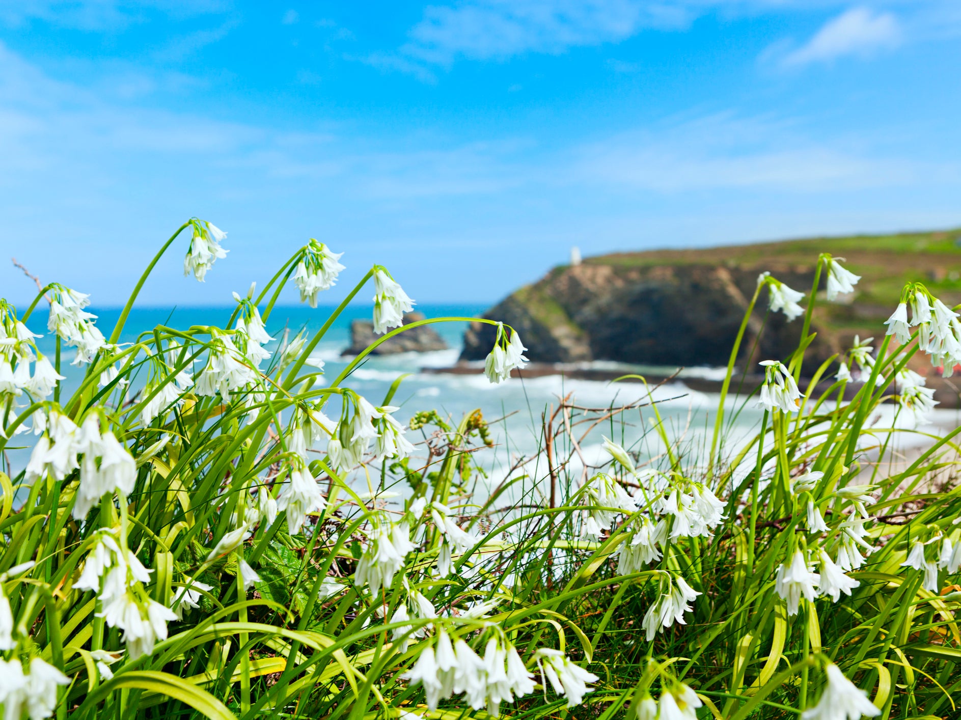 Wildflowers growing on a cliff overlooking the beach at Portreath, on Cornwall’s north coast