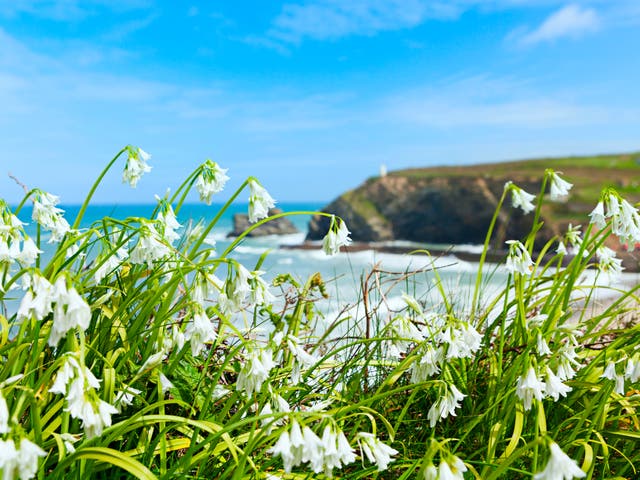 <p>Wildflowers growing on a cliff overlooking the beach at Portreath, on Cornwall’s north coast</p>