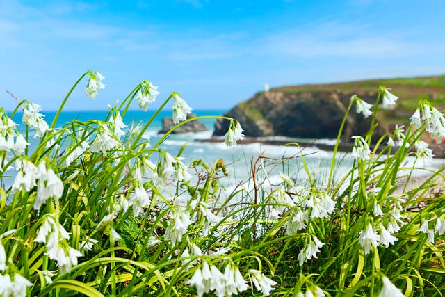<p>Wildflowers growing on a cliff overlooking the beach at Portreath, on Cornwall’s north coast</p>