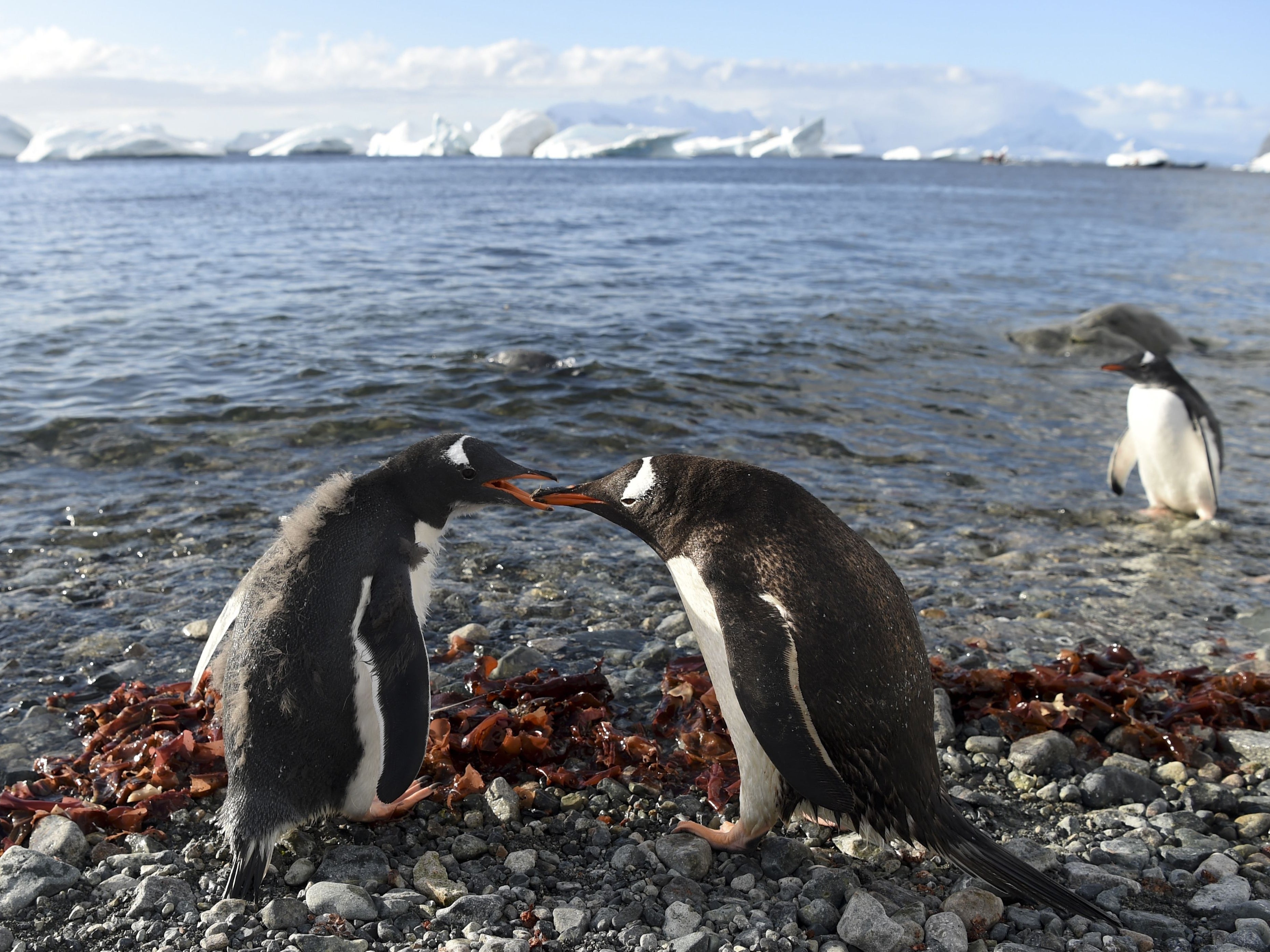 Marine environment around Antarctica supports animal life including penguins, seals, whales and albatrosses, the WWF says