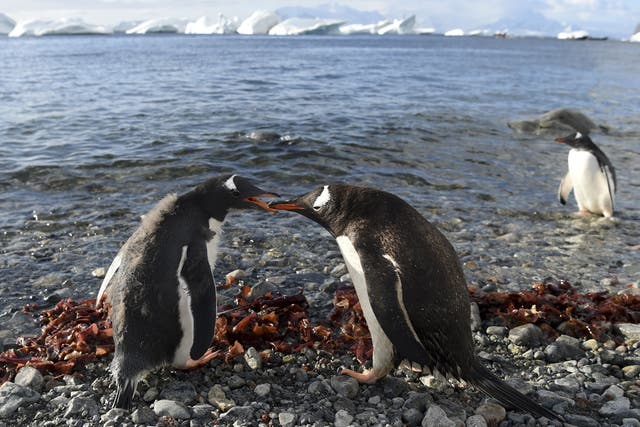<p>Marine environment around Antarctica supports animal life including penguins, seals, whales and albatrosses, the WWF says</p>