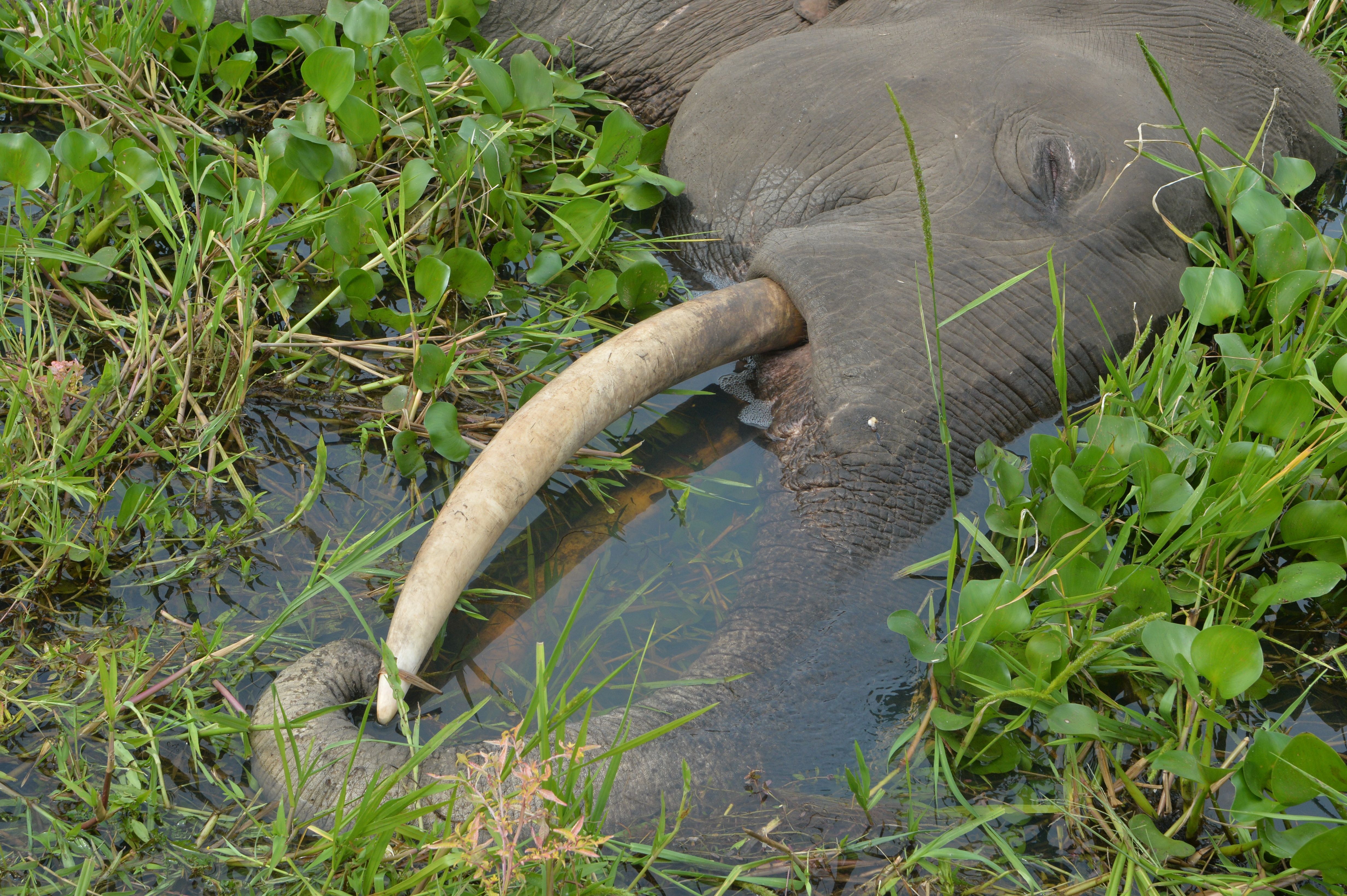 File photo: An elephant found dead in a field in West Bengal, India, on 19 October, 2019, with electrocution suspected as cause of death