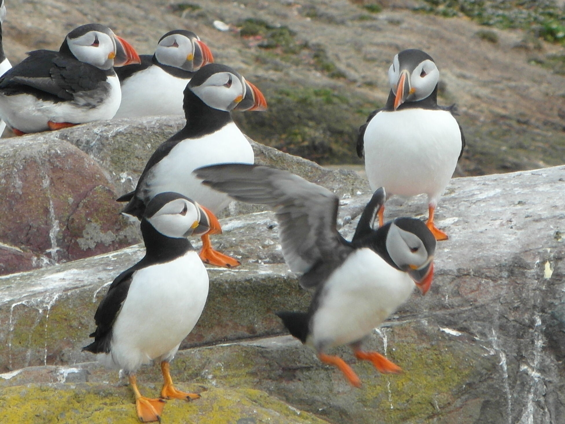 <p>More than 50,000 pairs of puffins make Northumberland’s Farne Islands their home each summer</p>