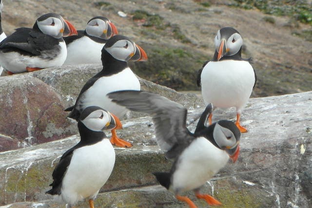 <p>More than 50,000 pairs of puffins make Northumberland’s Farne Islands their home each summer</p>