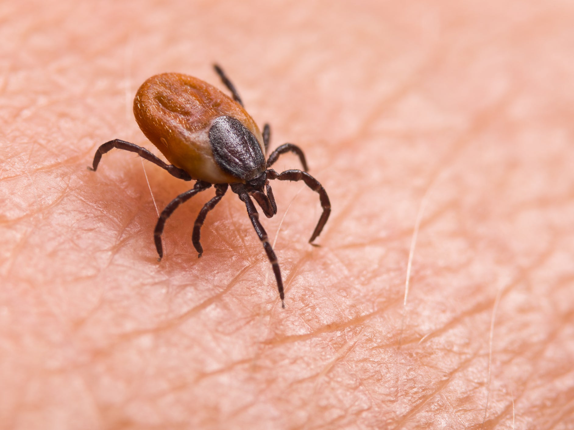 Watch out: ticks about