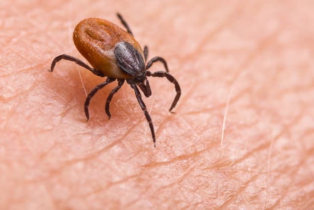 <p>Watch out: ticks about</p>