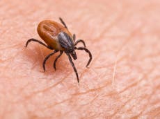 Lyme disease and ticks: Expert Dominic Dyer offers insight into how to protect yourself and your pets