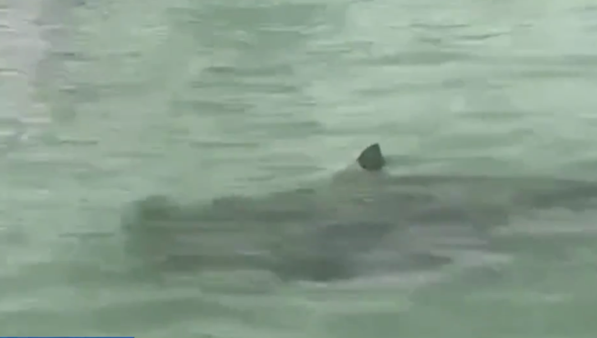 Women on inflatable raft circled by sharks on Florida beach