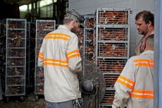 Suburban Chicago fire crew helps cool down stranded chickens