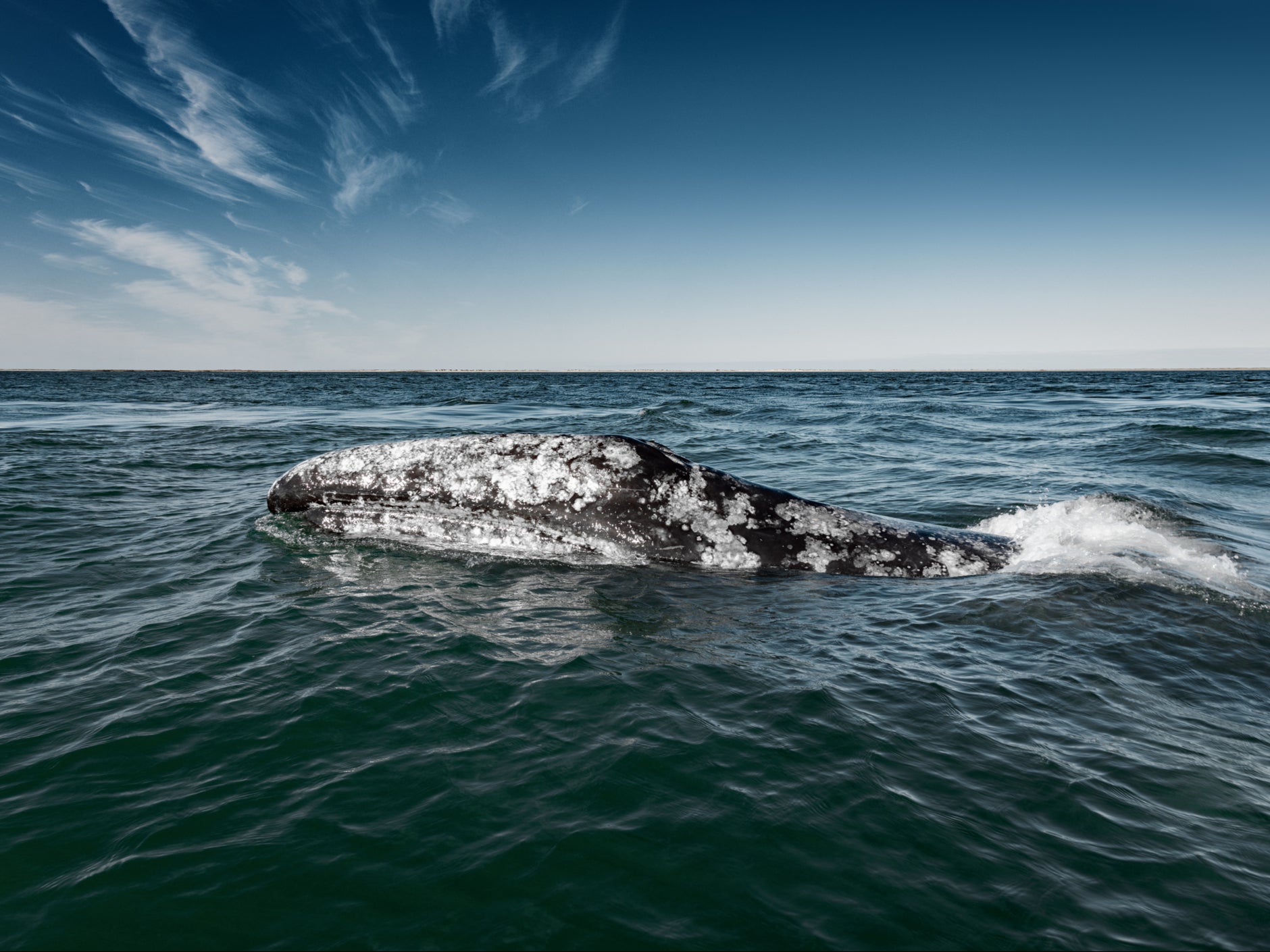 The grey whale was unexpectedly sighted off the coast of Namibia in 2013