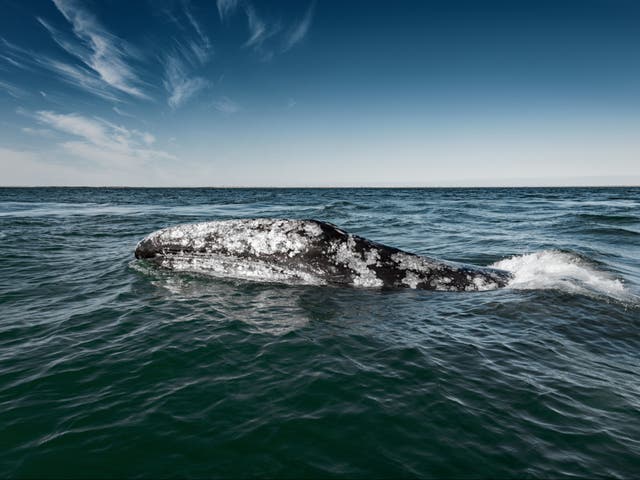 <p>The grey whale was unexpectedly sighted off the coast of Namibia in 2013</p>