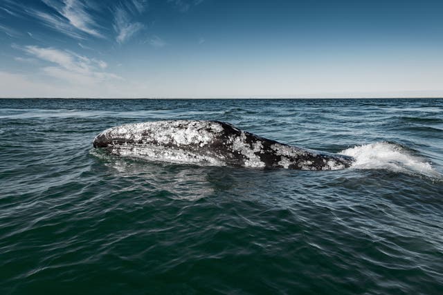 <p>The grey whale was unexpectedly sighted off the coast of Namibia in 2013</p>