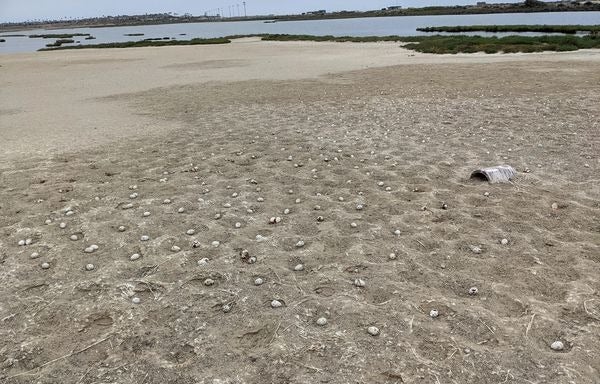 Generation of California sea birds wiped out by drone