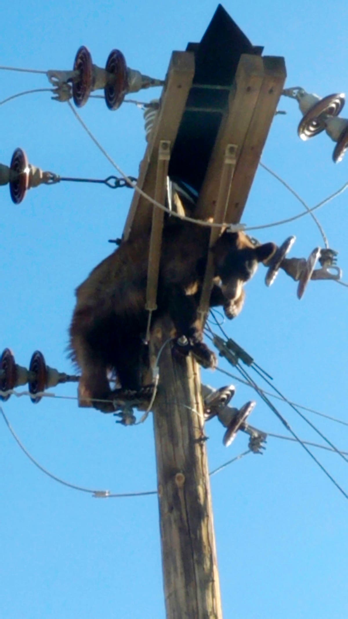 Bear found stuck on power pole in southern Arizona city